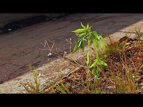 Liroy "Kampania"  feat Metrowy & Skorup (Wersja HD)