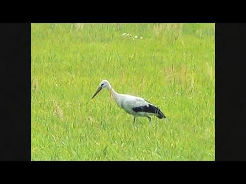 Kwiatek Haze - PROSTOLINIJNY (Zwiastun)
